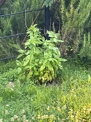 Sweet basil