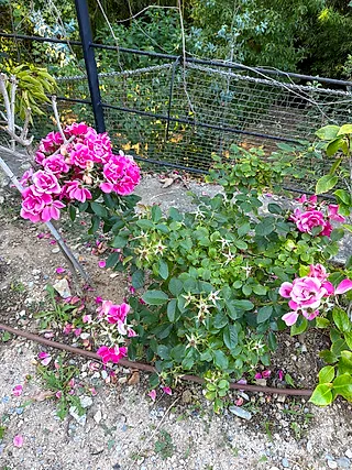Damask rose