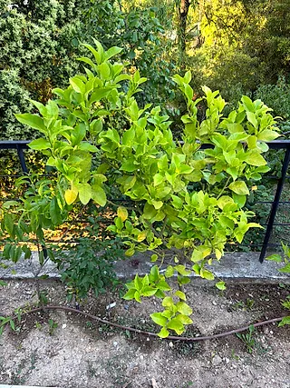 Lemon