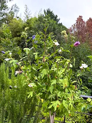 Rose of Sharon