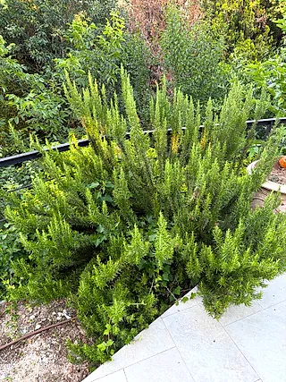 Rosemary