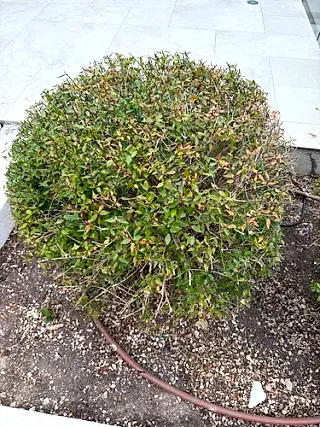 Glossy abelia