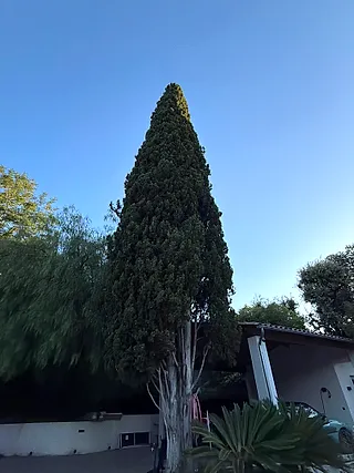 Mediterranean cypress