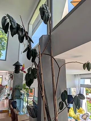 Ficus elastica