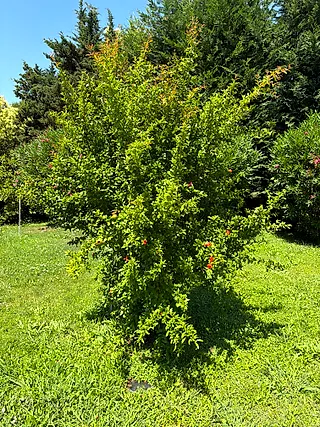 Pomegranate