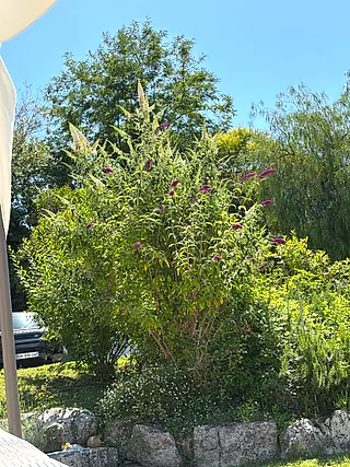 Butterfly bush