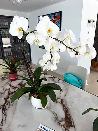 Moth orchid