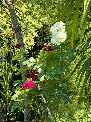 Tea rose