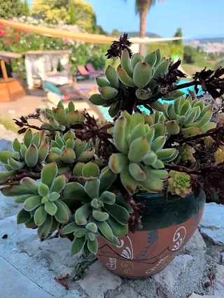 Plushplant