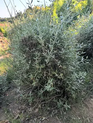 Shrubby germander