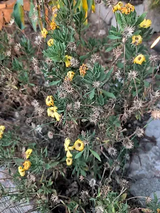 Grindelia pulchella