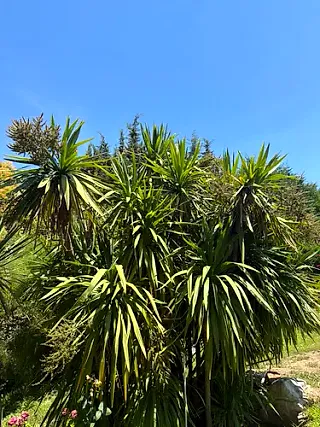 Cabbage palm