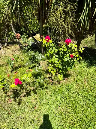 Tea rose