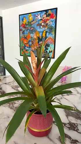 Scarlet star airplant