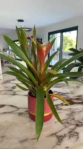 Scarlet star airplant