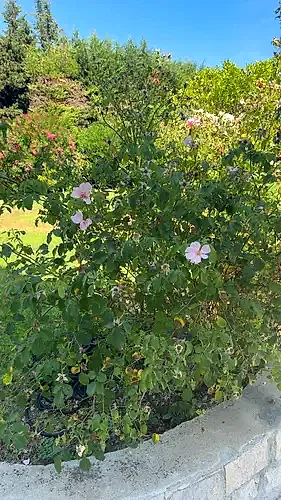 Dog Rose