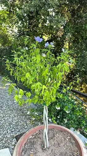 Rose of Sharon
