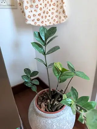 ZZ Plant