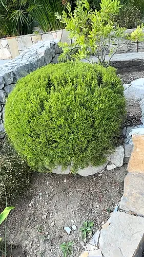Rosemary