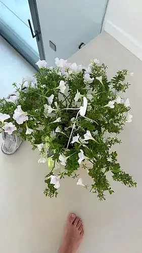 Common garden petunia