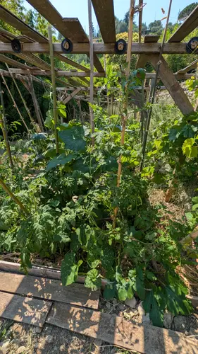 Potager